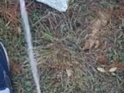 Backyard pissing full video 1/16