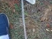 Backyard pissing full video 10/16