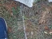 Backyard pissing full video 12/16