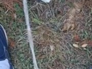 Backyard pissing full video 2/16