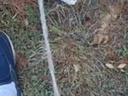 Backyard pissing full video 3/16