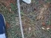 Backyard pissing full video 5/16