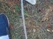 Backyard pissing full video 9/16