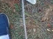 Risky Backyard Pissing 12/16