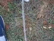 Risky Backyard Pissing