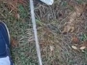 Risky Backyard Pissing 8/16