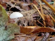 I Love Mushrooms! 16/16