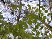 I breathe fresh air 15/16