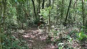Caminhando pelado por trilha