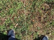 Backyard Pissing 11/16