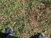 Backyard Pissing 8/16