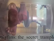 Cock and balls puncaked under glass 2 (preview, full video on Onlyfans) cock and ball trampling 10/16