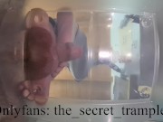 Cock and balls puncaked under glass 2 (preview, full video on Onlyfans) cock and ball trampling 9/16