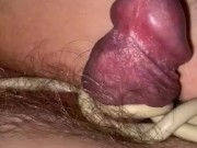 Penis. Tied up with a cord. 7/16