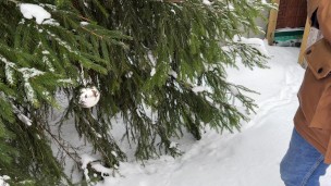 Winter outdoor pissing near the Christmas tree. Yellow snow. Undressing on cold. UHD 4K 60fps