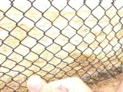 Baseball field 2 cumshot 3/16