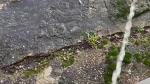Big cock pee naked outside with feet