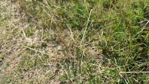 Emergency at the road