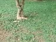 maggie le sale leche cuando juega con el dildo en el parque 1/16