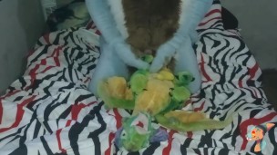 Furry fucking a plush toy