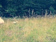 Public slut humiliated on leash HOT 14/16