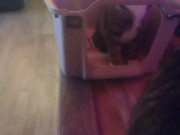 Cute cat makes his kitty litter his bed part 2 11/16