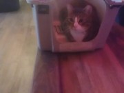 Cute cat makes his kitty litter his bed part 2 2/16