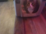 Cute cat makes his kitty litter his bed part 2 3/16