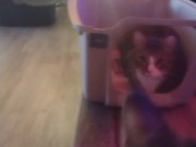 Cute cat makes his kitty litter his bed part 2 7/16