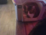 Cute cat makes his kitty litter his bed part 2 9/16