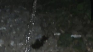 When the pee escapes, it is also done on the roadside