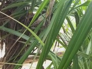 Let us PISS one another on Public OCEAN Beach