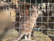 【個人撮影】スタイル抜群の彼女が色んな騎乗位で彼氏にご奉仕♡全部の精子を子宮で受け止める姿がエロすぎる...❤︎／Japanese amateur hentai ／日本人／色白／美少女 16/16