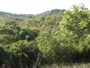 sex in a field with a busty mature slut, fuck like animals 1/16