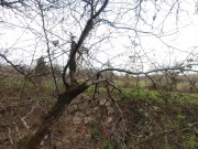 naked in the wood, walk in the brambles near road 11/16