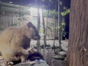 [Eng sub]旅行中リアルセックス盗撮動画in ケアンズ編②| JAPANESE COUPLE ROMANCE SEX DURING OUR ROAD TRIP IN CAIRNS ② 11/16