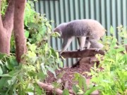 [Eng sub]旅行中リアルセックス盗撮動画in ケアンズ編②| JAPANESE COUPLE ROMANCE SEX DURING OUR ROAD TRIP IN CAIRNS ② 6/16