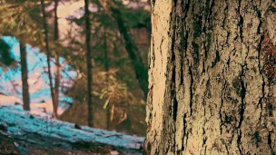 Pissing in the winter forest