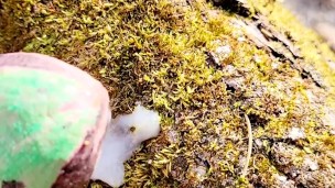 Painted Snake Big Dick Cumshot