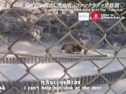 素人巨乳女子大生と動物園デート♡野生本能むき出しSEX　カップル　フェラ　手コキ　主観　おっぱい　スタイル抜群　美女　ハメ撮り　個人撮影　無修正　まんこ　イチャイチャ　電マ　ソフトSM まろちゃんねる 6/16