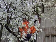 It smells nice of cherry blossoms 3/16