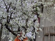 It smells nice of cherry blossoms 4/16