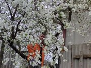 It smells nice of cherry blossoms 5/16