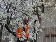 It smells nice of cherry blossoms 6/16