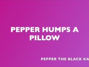 Watch me fuck a pillow hard until I cum and orgasm 3/16
