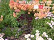 素人巨乳女子大生とのセックス 主観フェラと生中出し 痙攣 日本人カップル 主観 美乳スタイル抜群の美女 ハメ撮り 個人撮影 手コキ 無修正 まろちゃんねる 2/16