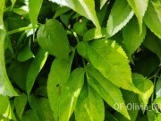 Ode to my body: Sensitive feets. By Olivia Díaz 16/16