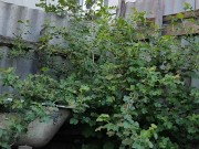 In the evening in the garden 10/16