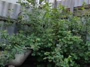 In the evening in the garden 11/16