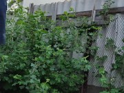 In the evening in the garden 16/16